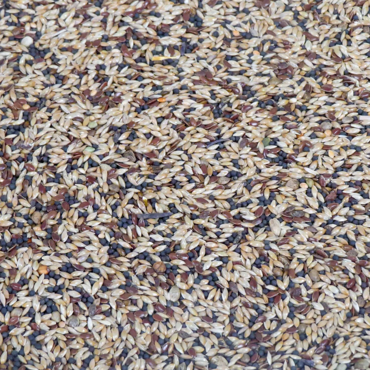 Mixed Canary Seed 1kg