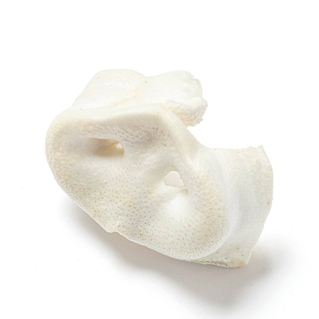Puffed Pig Snout